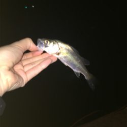 早めのメバリング