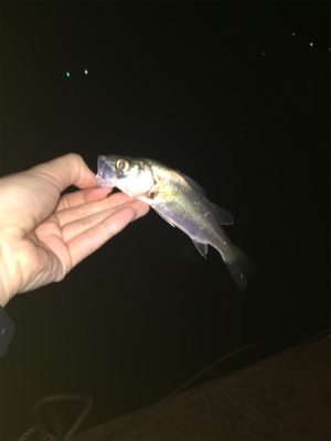 早めのメバリング