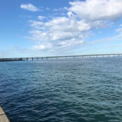 小さい秋小さいアオリ見つけた。