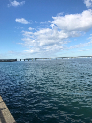 小さい秋小さいアオリ見つけた。