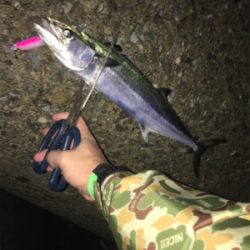 ようやく神戸ハマチ！