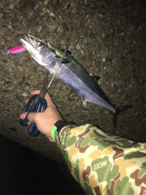 ようやく神戸ハマチ！