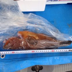 アコウ35cm,アカヒラ（バラし）推定25cm