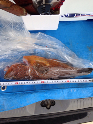 アコウ35cm,アカヒラ（バラし）推定25cm