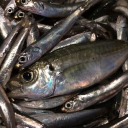 マリンピア沖洲でサビキ