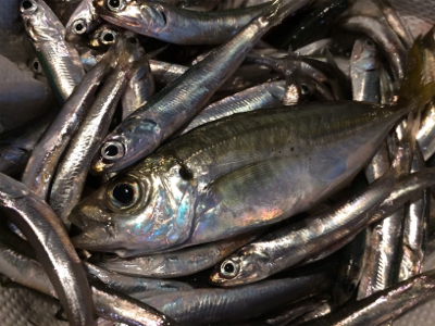 マリンピア沖洲でサビキ