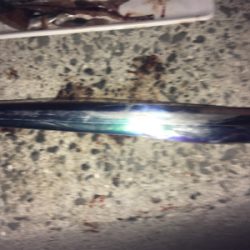 やっぱり餌が釣れる!