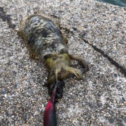 しまなみエギング 混ざり出したねー