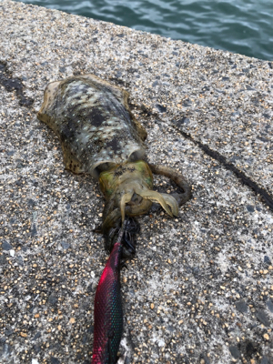 しまなみエギング 混ざり出したねー