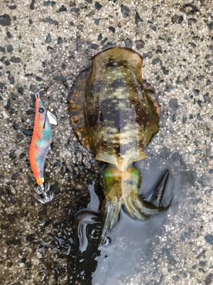 長門周辺 アオリイカ釣果