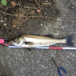 朝夕満ち潮狙い