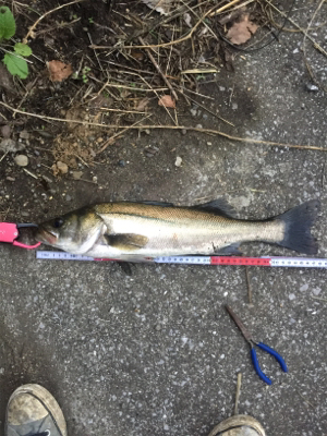 朝夕満ち潮狙い