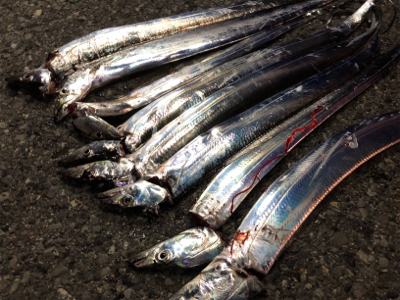 まずめのタッチーワインド(o^^o)