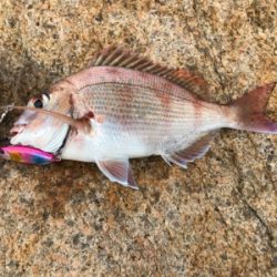 久しぶりです。