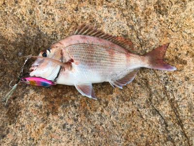 久しぶりです。