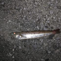 ナイトアジング