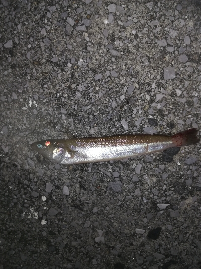 ナイトアジング