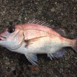 平磯再開第一戦