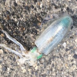 濁りがあった中釣れました