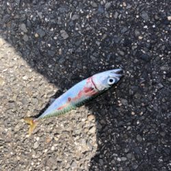 アジングまたしても失敗