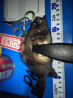 もうすぐメバルの季節か？