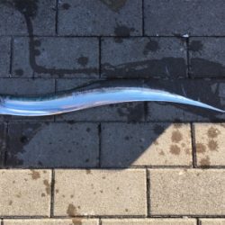 コスモでのんびりと(^^)