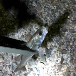 アジングのつもりが…