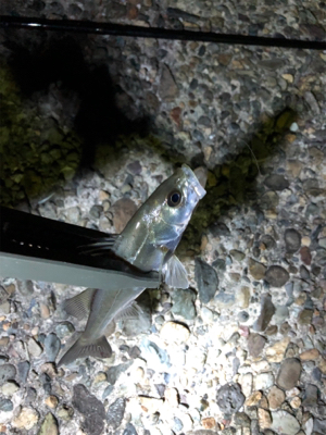 アジングのつもりが…