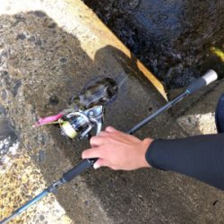 秋イカエギング