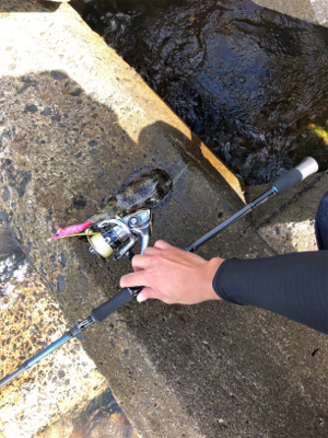 秋イカエギング