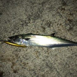 一瞬の時合いをモノに!!