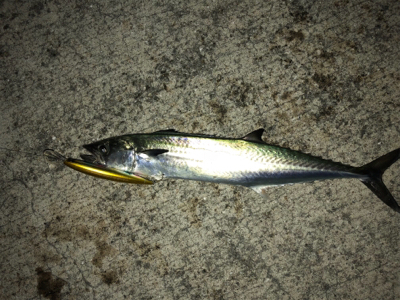 一瞬の時合いをモノに!!