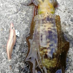 エギンガーばっかり