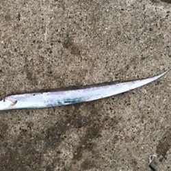 今日も行っちゃいました！