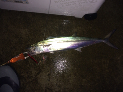 ショアジギング