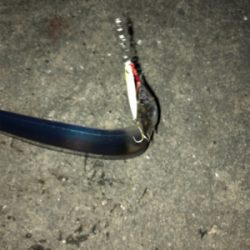 ゆうまづめの1時間釣行でサバ、そしてタチウオ!