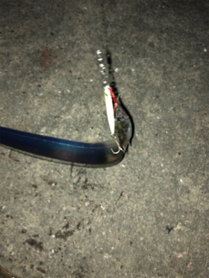 ゆうまづめの1時間釣行でサバ、そしてタチウ…