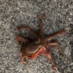 台風後エギング