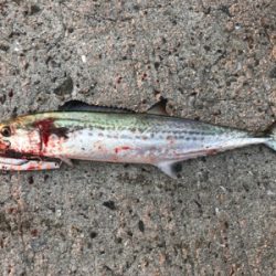 朝一から行って来ました…平磯へ