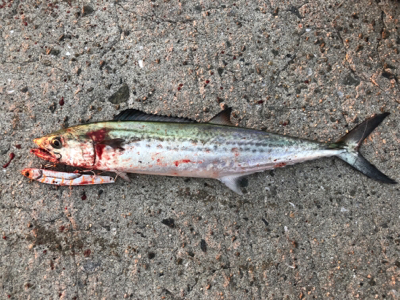 朝一から行って来ました…平磯へ