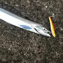 タチウオばかり(T . T)