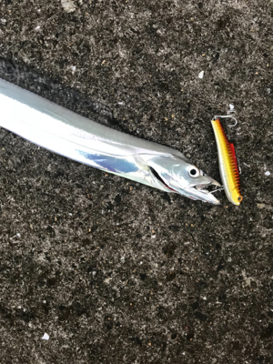 タチウオばかり(T . T)