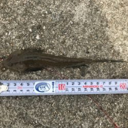 カレイを狙いましたが…