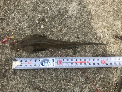 カレイを狙いましたが…