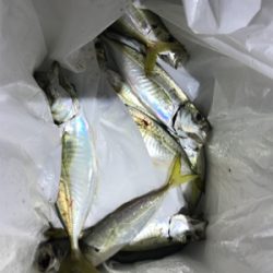 アジングのちに、タチウオ…