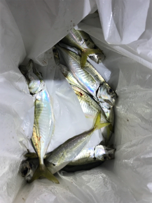 アジングのちに、タチウオ…