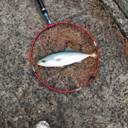 ショアジギング不調
