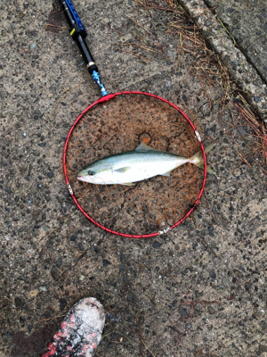 ショアジギング不調