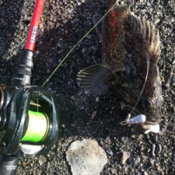 ベイトフィネスでお気軽デイロック