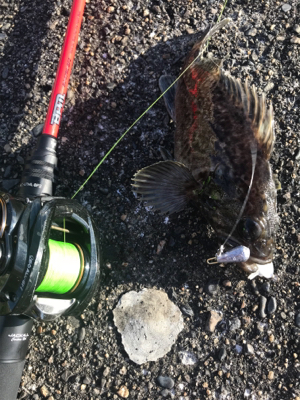 ベイトフィネスでお気軽デイロック